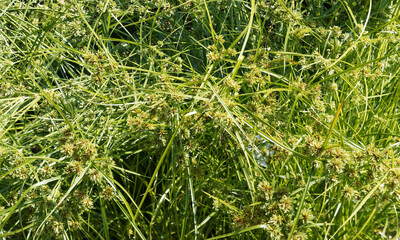 Cyperus textilis ou touffes de carex plat ou herbe panier aux tiges nues en forme de parapluie surmont&eacute;es de bract&eacute;es &eacute;pineuses brun-vert