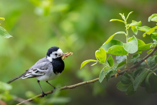 Bachstelze (Motacilla alba) mit Beute im Schnabel, M&uuml;ritz, Deutschland, Europa