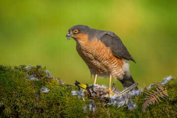 Sparrowhawk (Accipiter nisus), perched sitting on a plucking post with prey. Scotland, UK