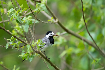 Bachstelze (Motacilla alba) mit Beute im Schnabel, Müritz, Deutschland, Europa