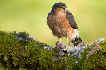 Sparrowhawk (Accipiter nisus), perched sitting on a plucking post with prey. Scotland, UK