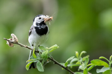 Bachstelze (Motacilla alba) mit Beute im Schnabel, Müritz, Deutschland, Europa