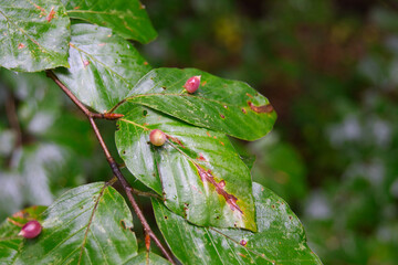 Macro of Galls or cecidia outgrow of Galls wasp eggs on the surface of Fagus leaves