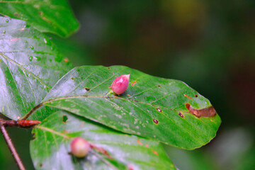 Macro of Galls or cecidia outgrow of Galls wasp eggs on the surface of Fagus leaves