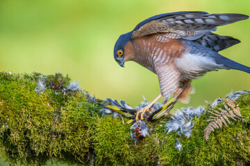 Sparrowhawk (Accipiter nisus), perched sitting on a plucking post with prey. Scotland, UK