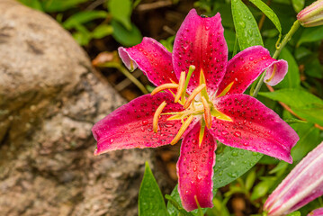 Beautiful pink Stargazer Lily blooming in garden