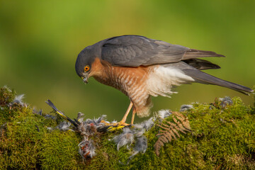 Sparrowhawk (Accipiter nisus), perched sitting on a plucking post with prey. Scotland, UK