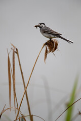 Bachstelze (Motacilla alba) mit Beute im Schnabel, Müritz, Deutschland, Europa