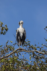 Grey Heron in tree, Kushiro, Hokkaido, Japan