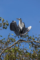 Grey Heron in tree, Kushiro, Hokkaido, Japan