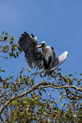 Grey Heron in tree, Kushiro, Hokkaido, Japan
