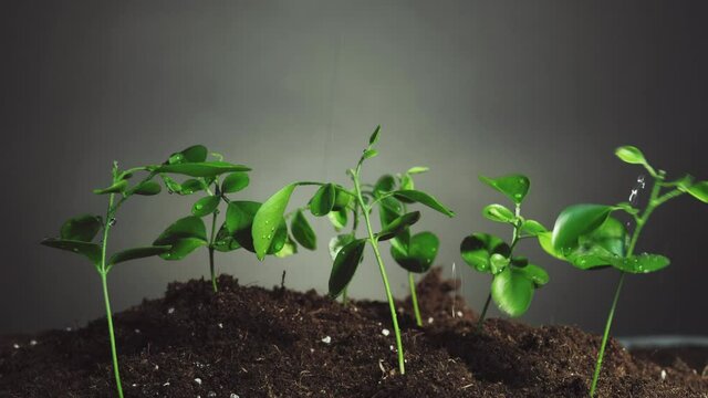 Plant in rain. Nature freshness. Water drops sprinkling young green seedlings growing in fertile soil isolated on dark background loop. Environmental sustainability. Earth day.