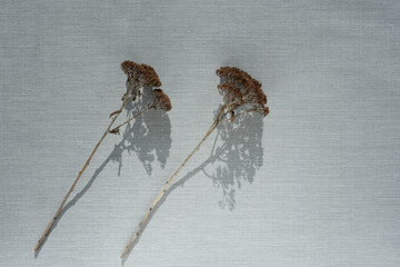 Dried field flowers with shadow projected isolated on grey textured surface background. flat lay. top view. copy space. Minimal, handmade, eco, nature, styled concept for bloggers