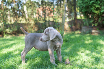 A small Weimaraner dog watches a wounded nightingale bird on a meadow in the yard