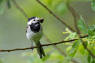 Bachstelze (Motacilla alba) mit Beute im Schnabel, Müritz, Deutschland, Europa