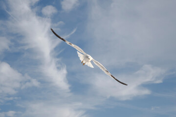 Seagull flying in the sky