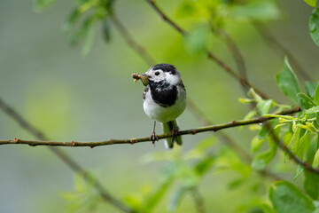 Bachstelze (Motacilla alba) mit Beute im Schnabel, Müritz, Deutschland, Europa