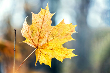 Yellow maple leaf in the forest on a light blurred background