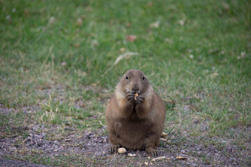 Prairie Dog