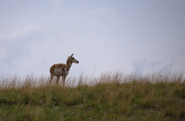 Pronghorn