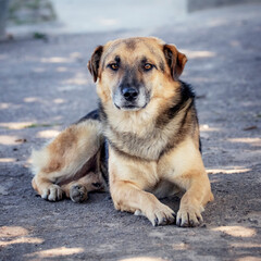 The dog lies on the asphalt in sunny weather