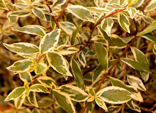 Ornamental shrub, leaves of abelia grandifola