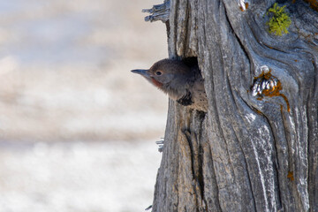 Northern Flicker