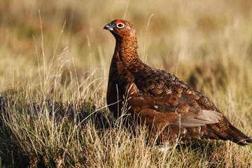 Red Grouse Lagopus lagopus scotica, perched in heather with a blurred background. Scotland