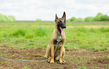 The Malinois dog, six month old, is sitting in outdoors.