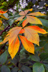 autumn leaves on the tree