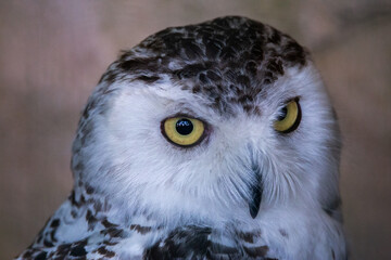 Snow Owl Bubo Scandiacus looking at camera face close up