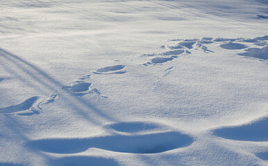 Fototapeta na wymiar snow blue shadows on the snow unusual background winter day shadow from shrubs