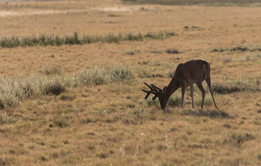 Whitetail Deer Buck in Summer