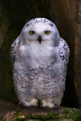 Snow Owl Bubo Scandiacus perched on a branch and looking at camera dangerous expression face close up