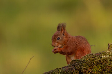 Naklejka na ściany i meble Red Squirrel (Sciurus vulgaris),Scotland