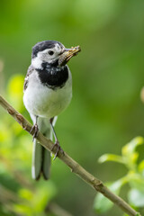 Bachstelze (Motacilla alba) mit Beute im Schnabel, Müritz, Deutschland, Europa