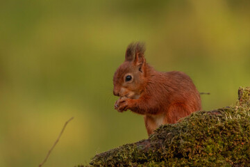 Red Squirrel (Sciurus vulgaris),Scotland
