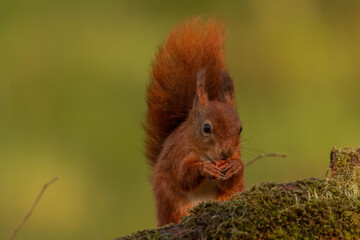 Red Squirrel (Sciurus vulgaris),Scotland