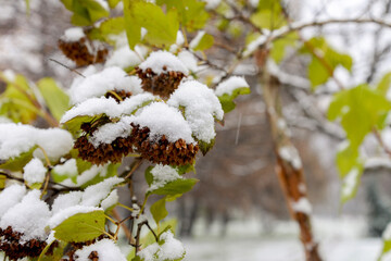 first snow on green leaves and seeds of the tree