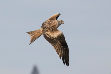 Red Kite in flight (Milvus Milvus)