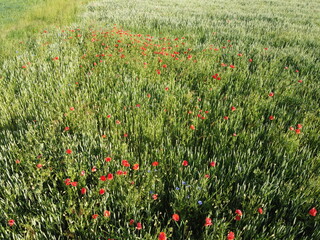 Wild poppies on a wheat field, aerial view. Red wildflowers.