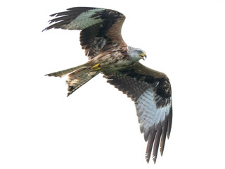 Red Kite in flight (Milvus Milvus)