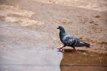 pigeon on the ground