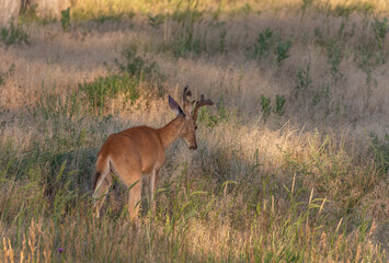 Fototapeta premium Whitetail Deer Buck in Summer
