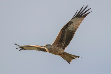 Red Kite in flight (Milvus Milvus)