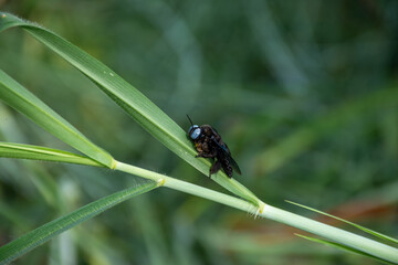 close up of a dragonfly