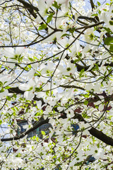 Fototapeta premium White Dogwood Tree