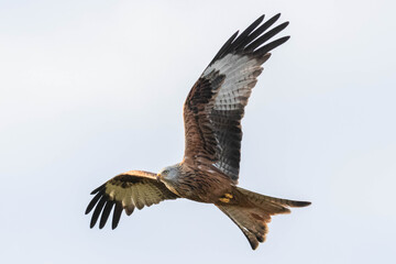 Fototapeta premium Red Kite in flight (Milvus Milvus)
