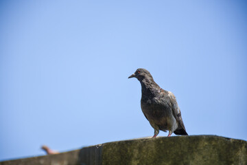 bird of prey
