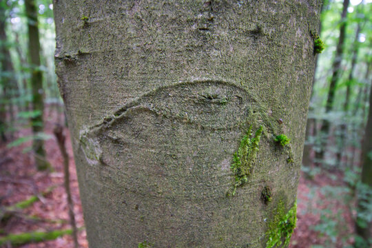 a beech with one eye in the forest